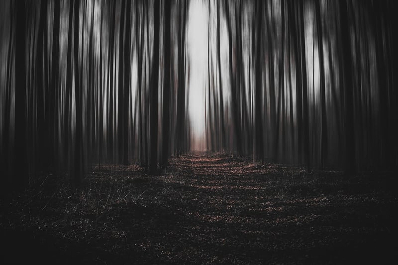 Forest Magic
